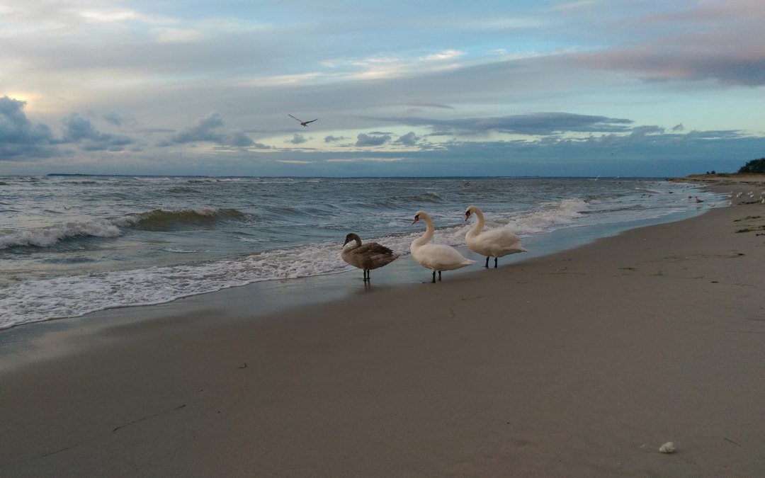 Strand_zwanen, © KV Mönchgut