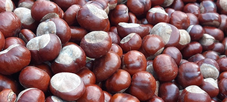 Kastanien // &copy; Helen Andrews