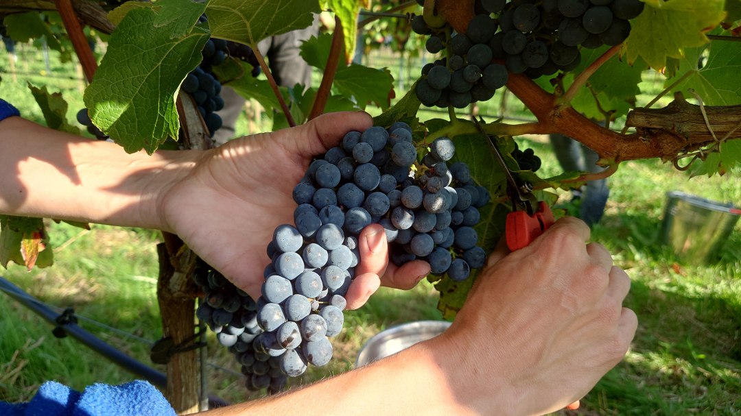De druiven worden met de hand geoogst, © wein-mv.de