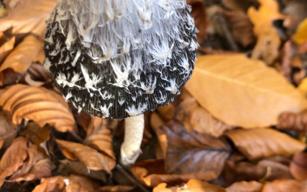 Woodpecker tintling, © Heike Brechler
