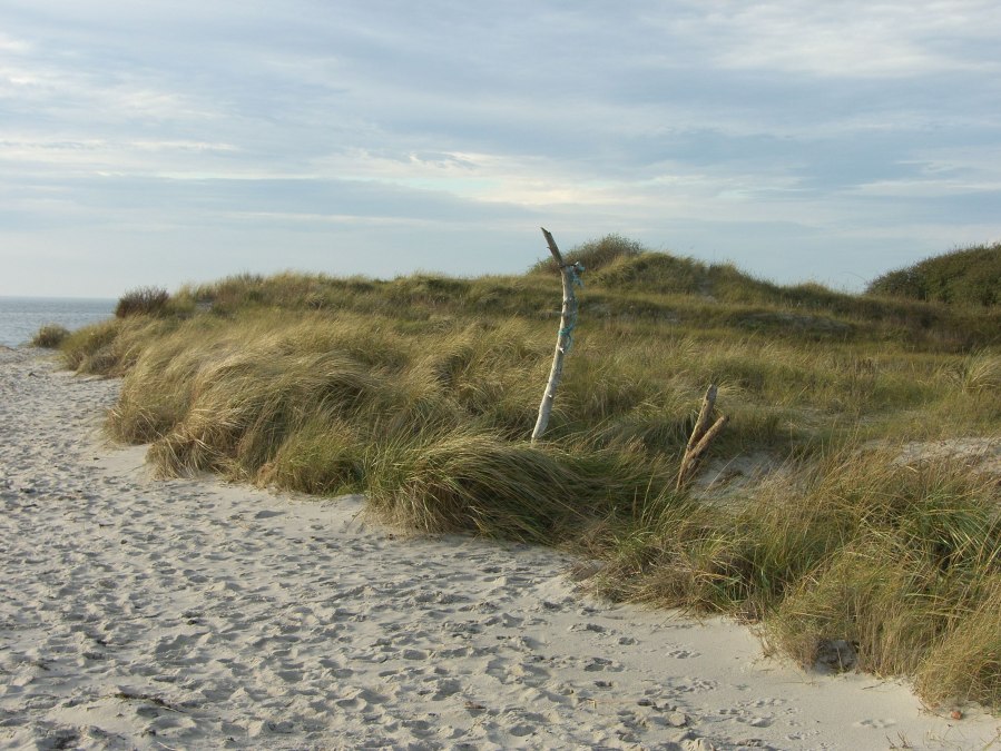 thiessow_strand-3, © Biosphärenreservatsamt Südost-Rügen