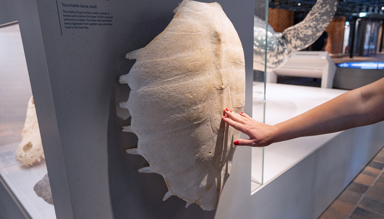 © Anke Neumeister/Deutsches Meeresmuseum
