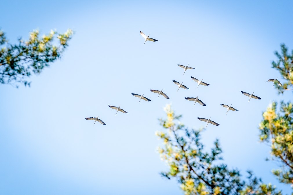Kraanvogels tijdens de vlucht, © André Pristaff