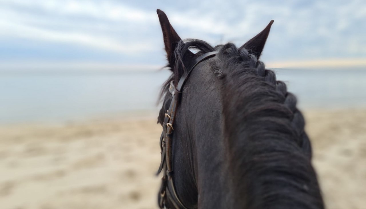 Na fryzyjskim nad morzem, © Hotel Friesenhof Na fryzyjskim nad morzem, © Hotel Friesenhof