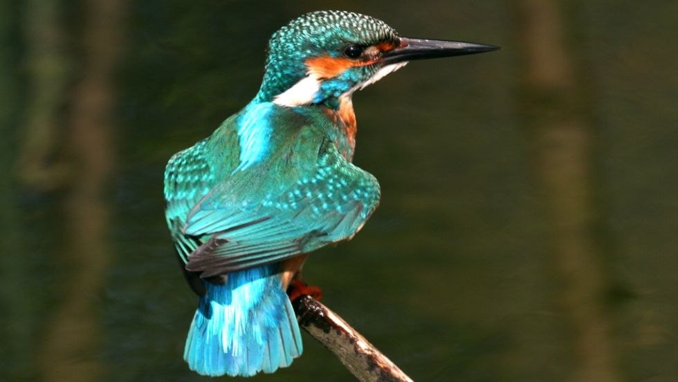 De ijsvogel zoekt zijn visgeluk in de stille hoekjes van de Alte Elde, © TV Mecklenburg-Schwerin e.V.