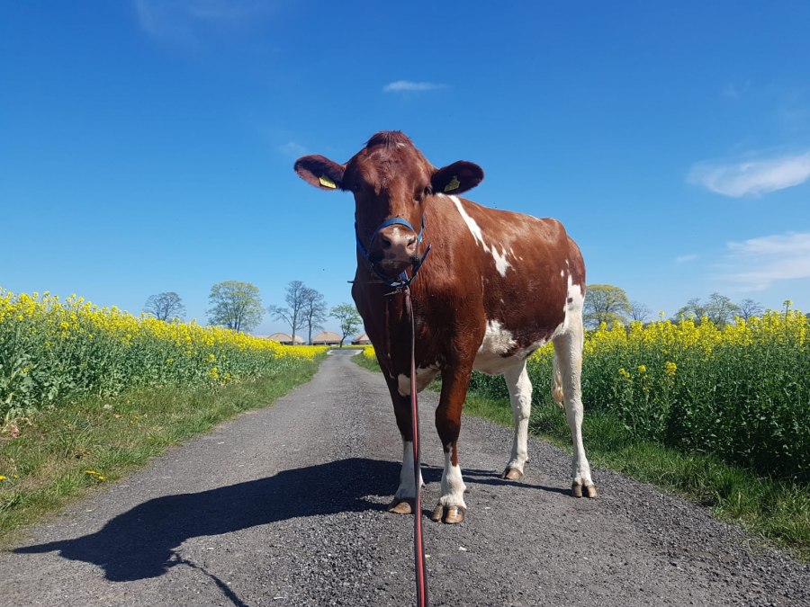 Cow, © Peeneland Agrar GmbH