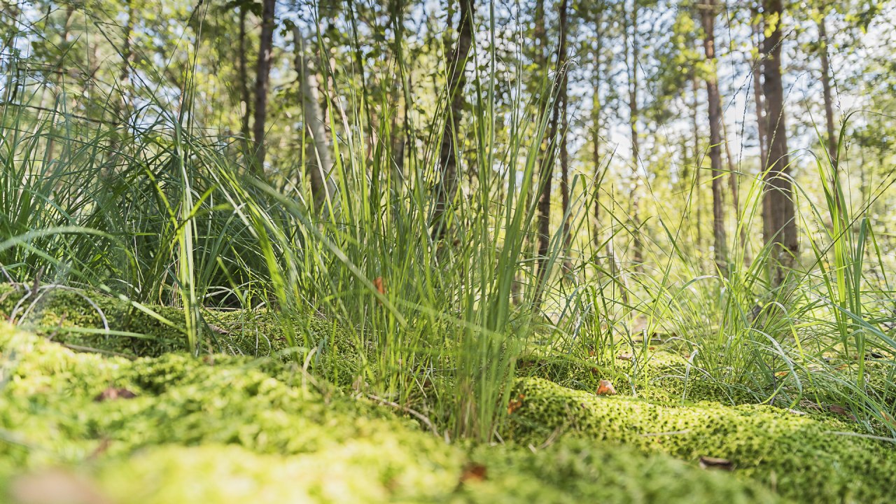 Moor hike // © André Pristaff / Tourismus- und Kur GmbH Graal-Müritz Moor hike // © André Pristaff / Tourismus- und Kur GmbH Graal-Müritz