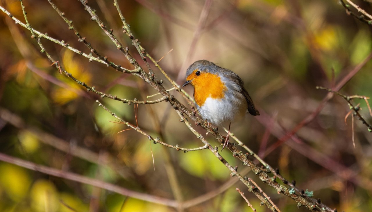 rotkelchen(c)willfried-wende-from-pixabay, © Willfried Wende (pixabay) rotkelchen(c)willfried-wende-from-pixabay, © Willfried Wende (pixabay)