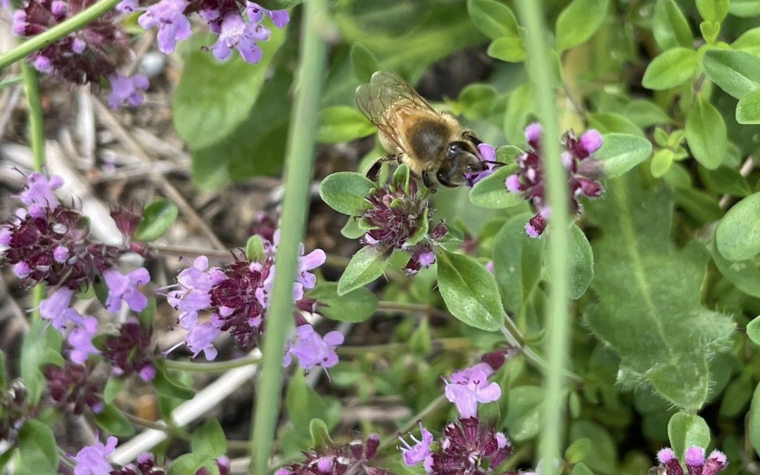 Mięta, © TZ Südliche Boddenküste Mięta, © TZ Südliche Boddenküste