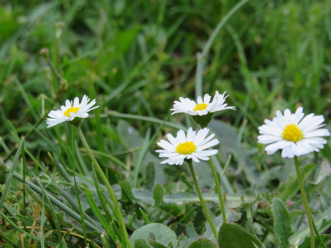 Kruidenwandeling met meneer Warnick, © IMG_0893.JPG Kruidenwandeling met meneer Warnick, © IMG_0893.JPG