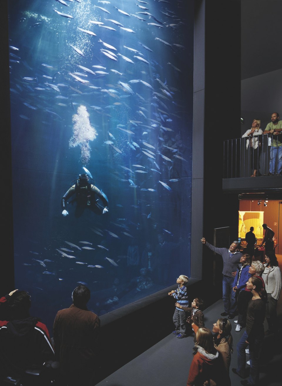 A diver from the M&uuml;ritzeum dives in the large tank with a school of fish. Visitors watch him.