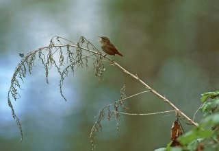 &copy; NPA M&uuml;ritz