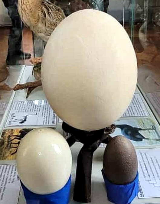 Fig.2a Giant egg bouquet, &copy; Natureum