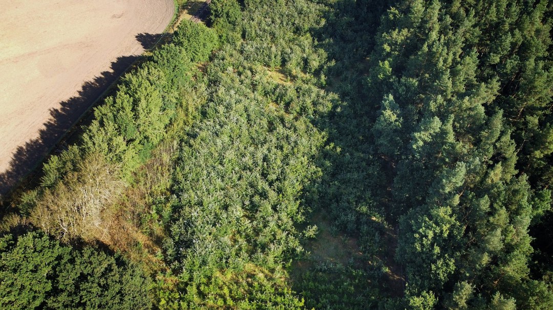 Klimatyczny las Bad Kleinen, © Landesforst MV