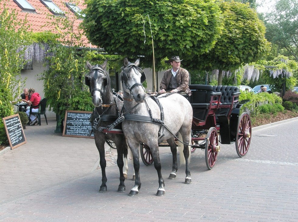 Carriage rides through the surrounding Bodden landscape, &copy; Pferdesport Brauns