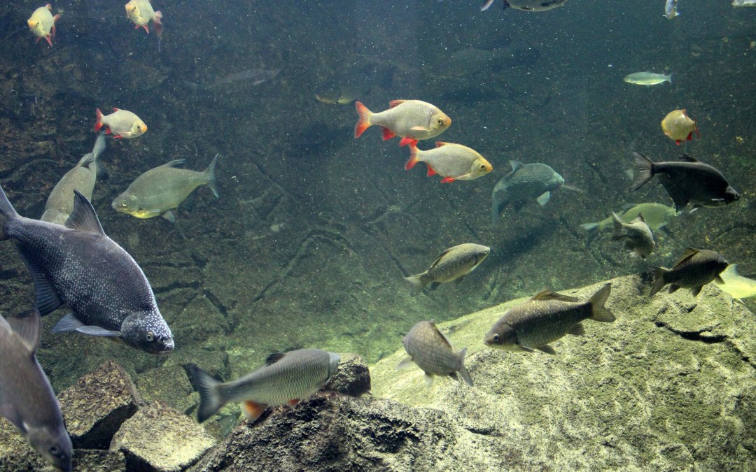 Aquariumlandschap, © Biosphaerium Elbtalaue