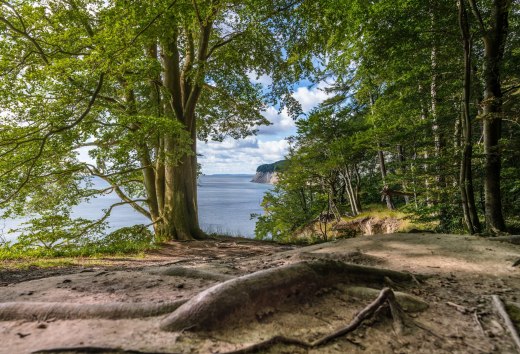 Cathedral with a sea view: Stubnitz is the name of the large beech forest in Jasmund National Park, directly on the Baltic coast of R&uuml;gen, &copy; MV-T/Tiemann