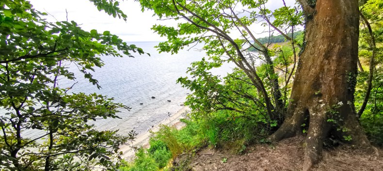 Ranger guided tour in the Southeast R&uuml;gen Biosphere Reserve - G&ouml;hrener Nordperd, &copy; Biosph&auml;renreservat S&uuml;dost-R&uuml;gen