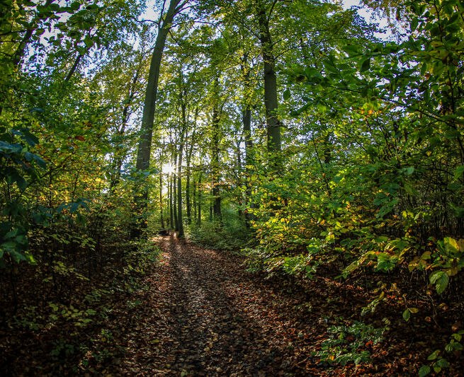 Spa en geneeskrachtig bos in Heringsdorf op Usedom // &copy; Andreas Dumke