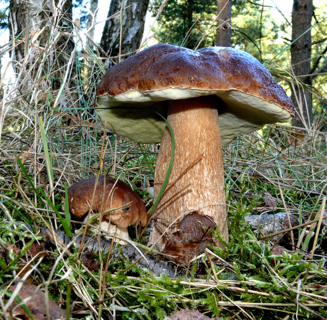 Porcini paddenstoel in het bos, © Udo Hopp