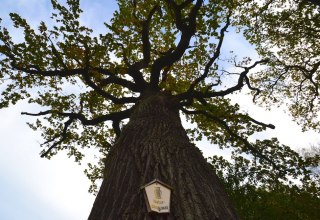 English oak in Ketelshagen // &copy; Tourismuszentrale R&uuml;gen