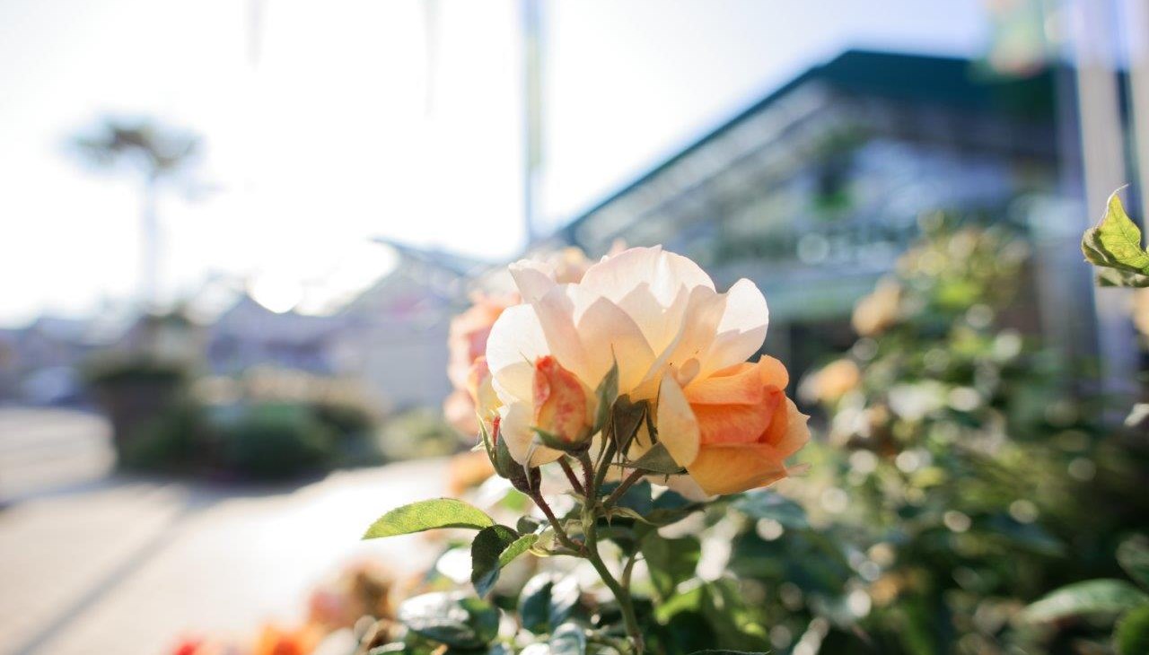 Bedding rose Hanseatic city of Rostock, © Grönfingers Rostock Bedding rose Hanseatic city of Rostock, © Grönfingers Rostock