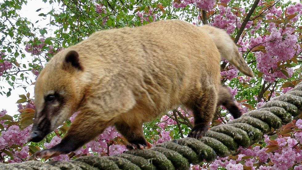 De neusbeertjes lopen aan dikke touwen recht boven de hoofden van de bezoekers., © Tierpark Wismar