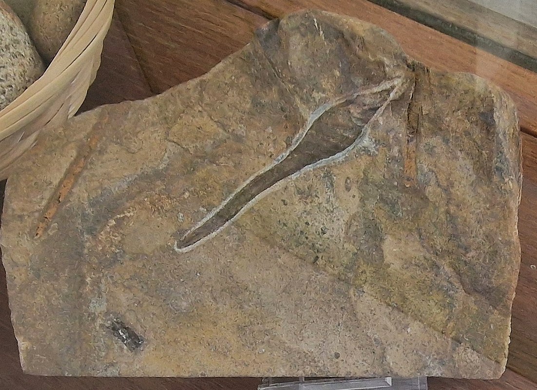 Fig. 4, Haaiencapsule, © Uwe Jueg Fig. 4, Haaiencapsule, © Uwe Jueg