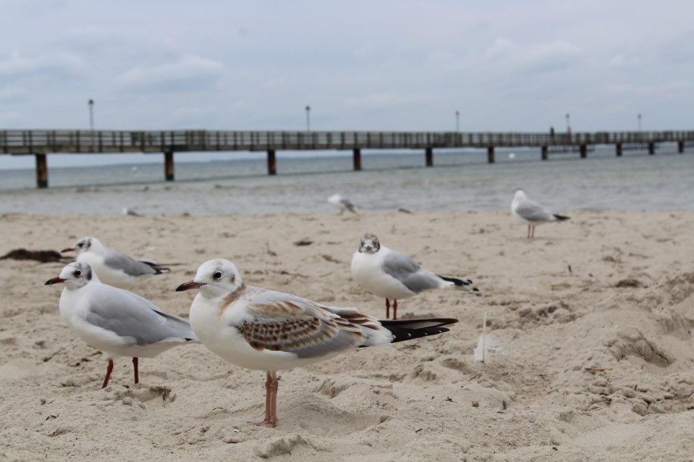 Seagulls in the wind on the beach of the seaside resort of Lubmin, © tvv-bock Seagulls in the wind on the beach of the seaside resort of Lubmin, © tvv-bock