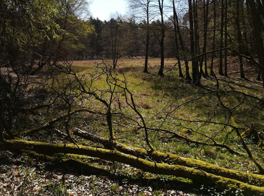 Gevarieerd boslandschap, © B. Daedelow
