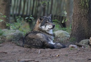 Wolf in de roofdierflat van het Wildpark-MV, © Wildpark-MV