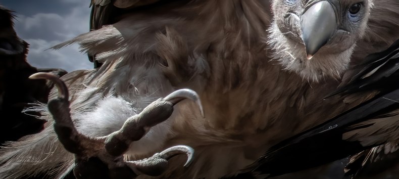 Attention! - Title of the winning picture of the P&ouml;lking Award by Zhu Xingchao, &copy; fpa-zhu-xingchao