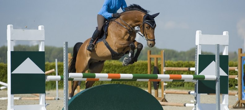 © Bernsteinreiter e.V.