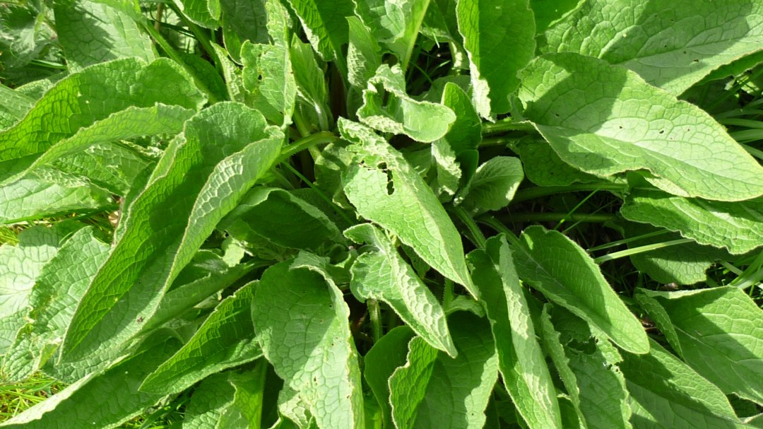 Comfrey, © Pixabay Comfrey, © Pixabay