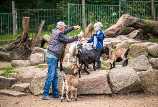 Grandpa and grandson feed dwarf goats together // Hold on to the feed bag! With the dwarf goats at Neustrelitz Zoo // © MV-T/Tiemann Grandpa and grandson feed dwarf goats together