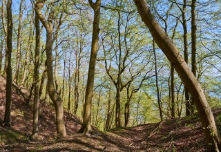 &copy; Burwitz Pocha