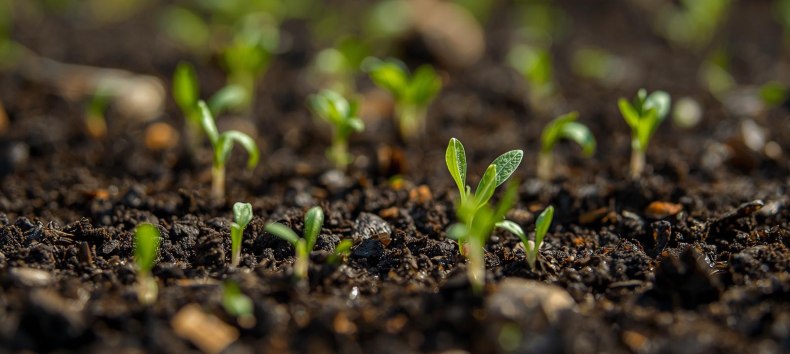 small sprouts grow from dark brown topsoil // &copy; Unterst&uuml;tzung durch KI