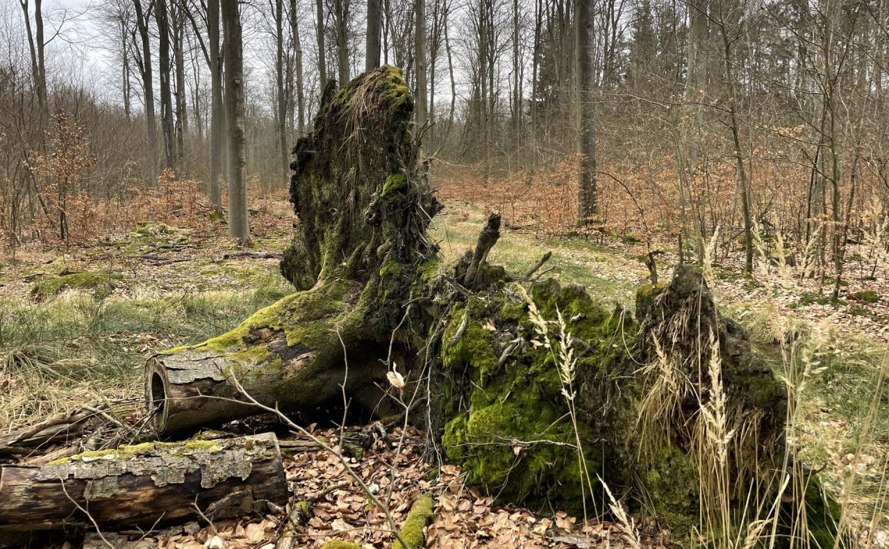 Deadwood, &copy; Britta Daedelow-Seydl