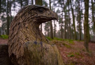 Eagle in the forest // © danielmanastireanu Eagle in the forest // © danielmanastireanu