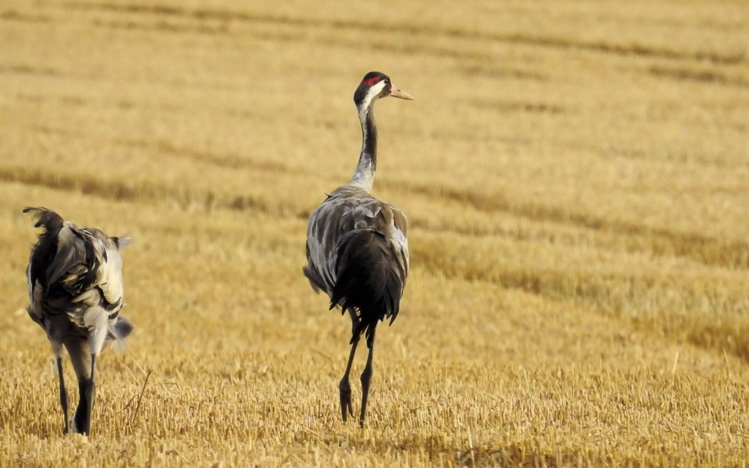 cranes-1593604-scaled-1-2048x1366, © Gemeinde Ostseebad Glowe