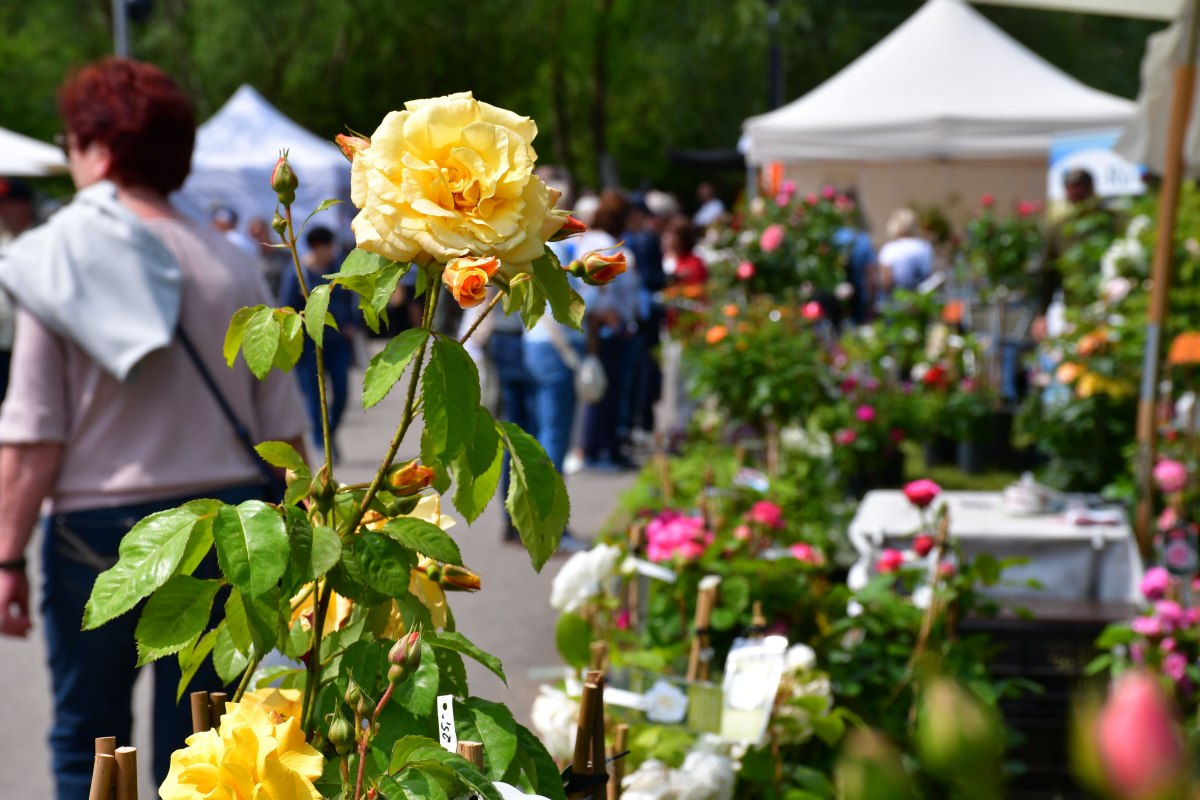 Kwitnące ulubione rośliny do ogrodu // &copy; inRostock