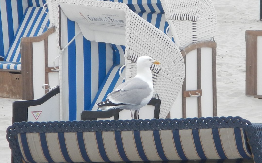 Seagull on beach chair, © TV FDZ