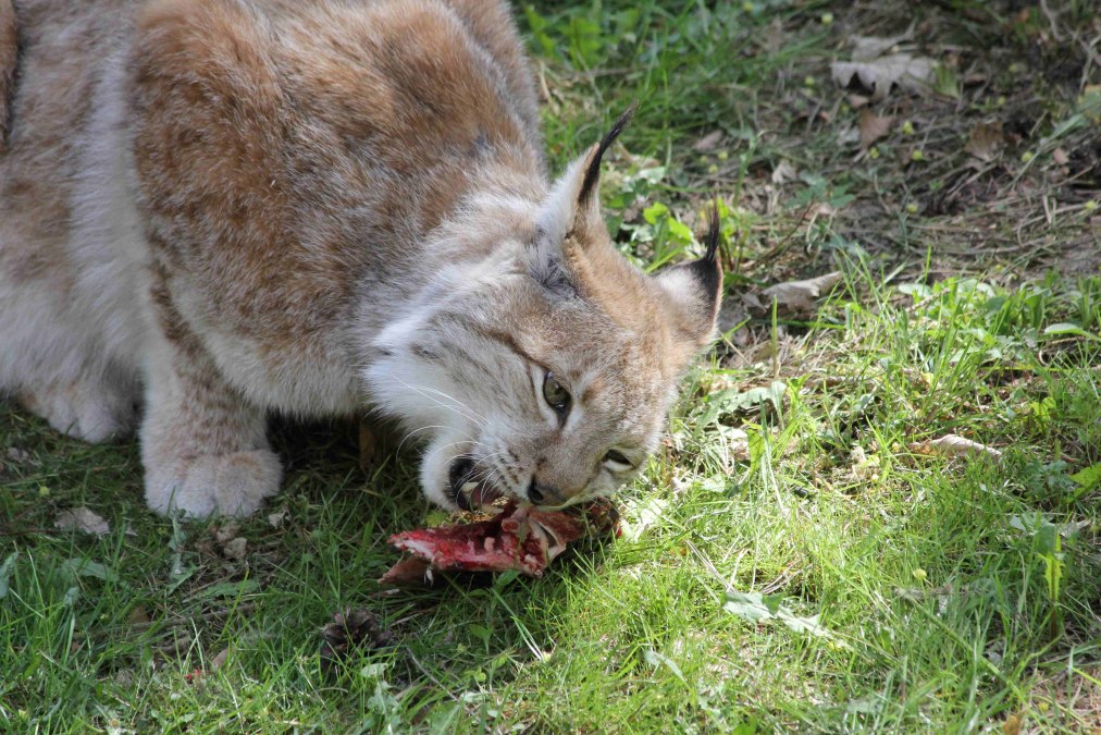 Wildpark-MV - Dokarmianie rysi, © Wildpark-MV