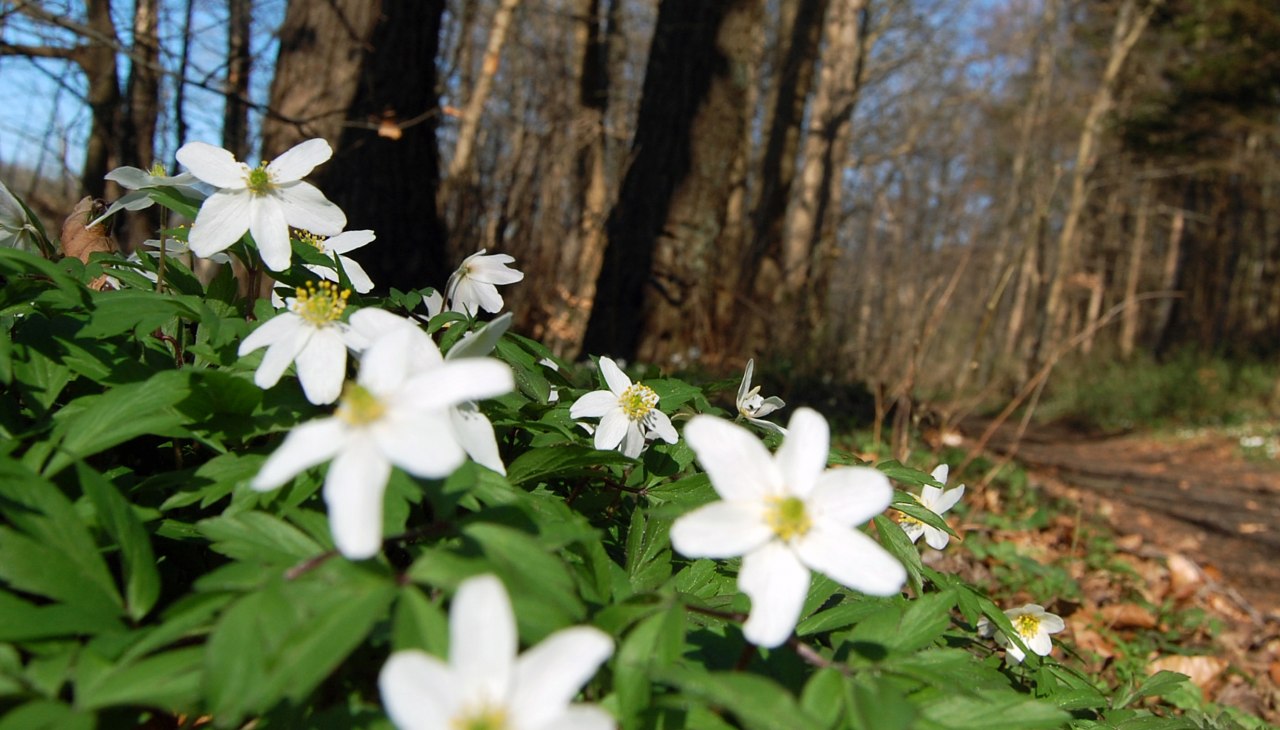 Bosanemoon, &copy; S. Hoffmeister