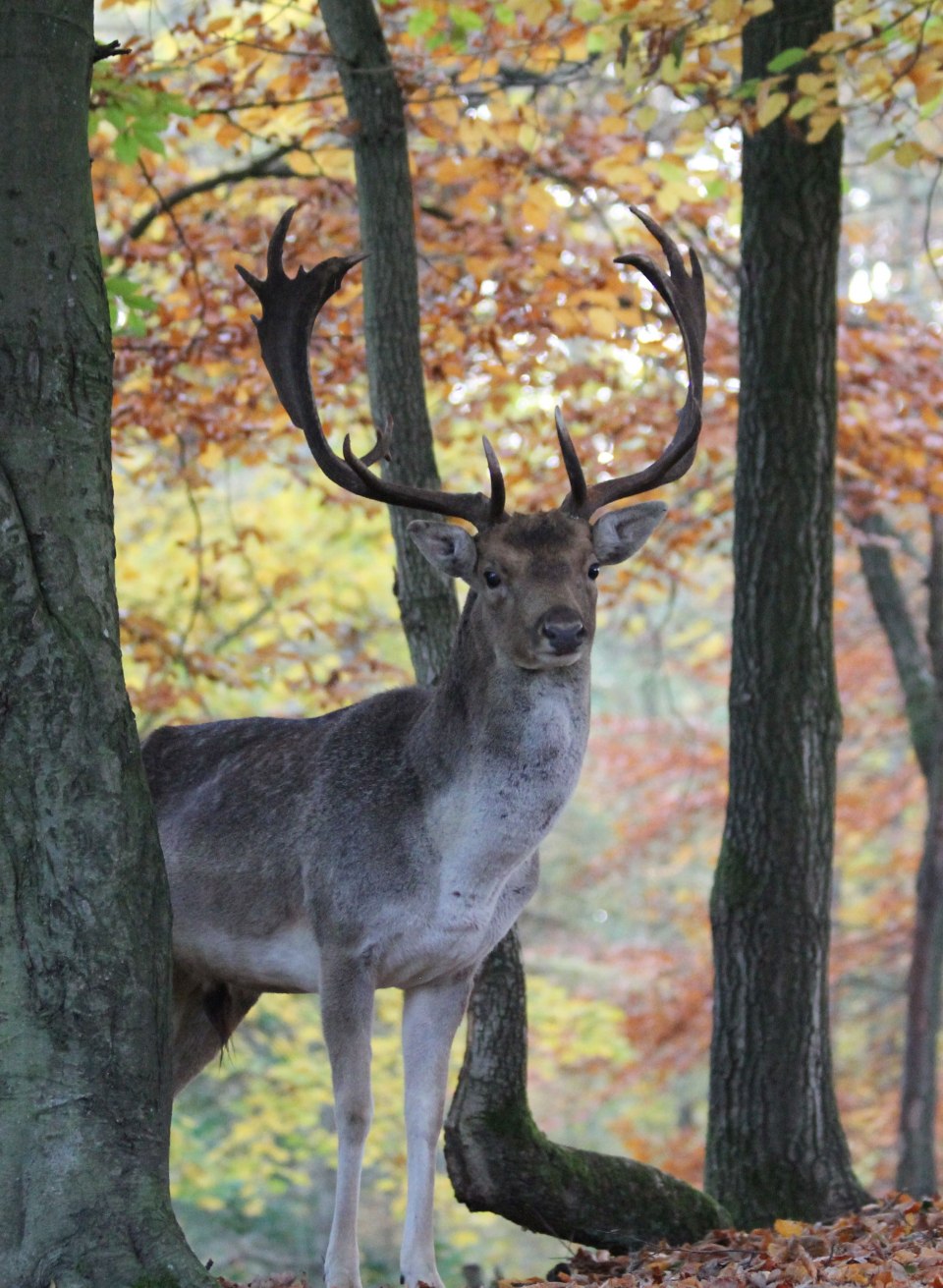 Een prachtig damhert staat in de houding in het herfstkleurige bos van het MV Wildlife Park. Het heldere gebladerte en de rustige sfeer van het wildreservaat vormen de perfecte achtergrond voor het observeren van de majestueuze dieren in hun natuurlijke omgeving.