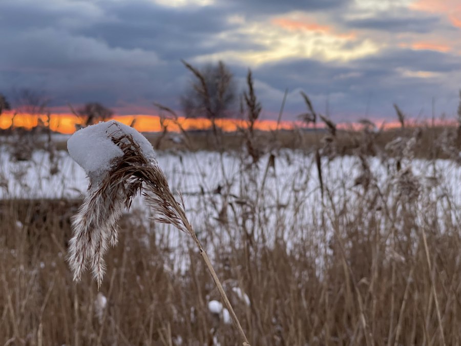 IMG_2143, © TZ Südliche Boddenküste