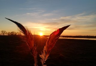 #Island Ummanz#Sunset#Crane feathers // &copy; Silke Stephan