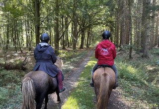 Reiten durch den Dar&szlig;er Wald // &copy; Islandpferdehof Fischland