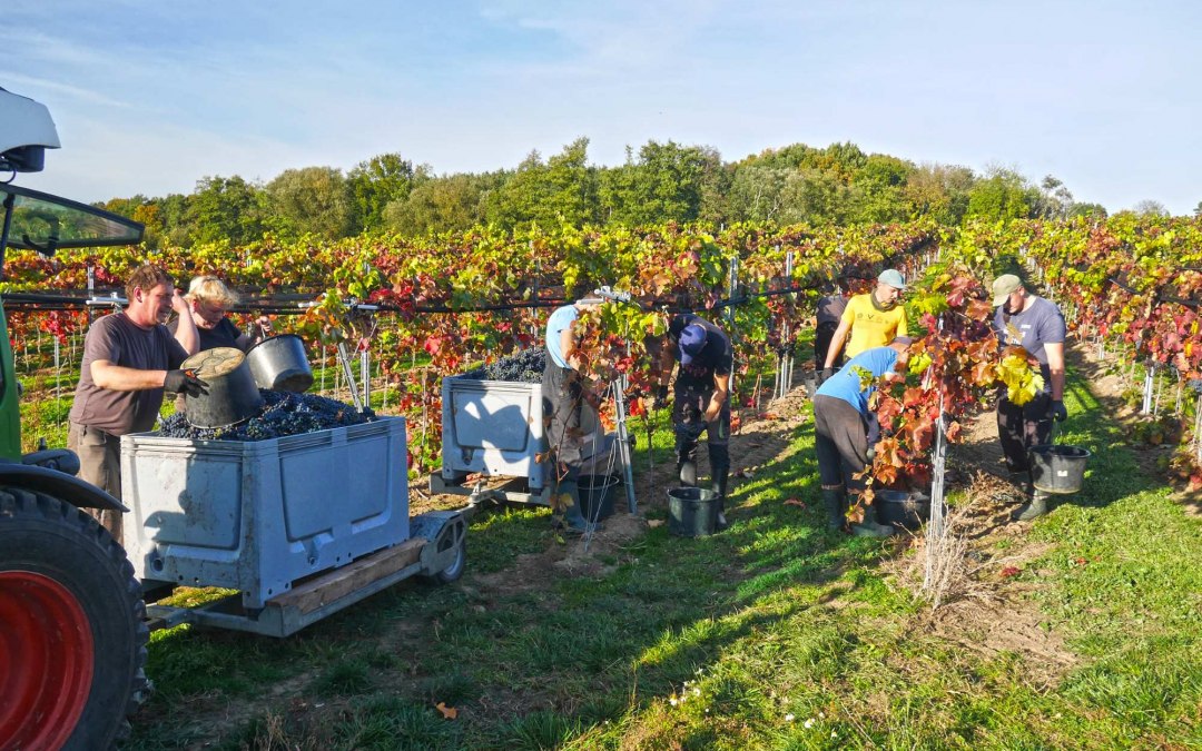 Rattey Castle Winery, © Weingut Schloss Rattey | Inselmühle Usedom GmbH