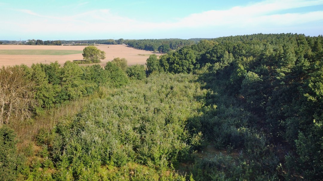Klimatyczny las Bad Kleinen, © Landesforst MV